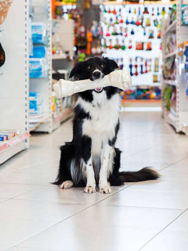 Cute Border Collie with big pet bone sitting in a pet store